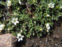 Wahlenbergia peruviana