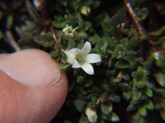 Wahlenbergia peruviana