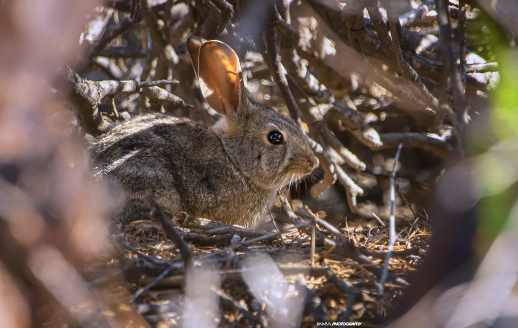 Sylvilagus bachmani exiguus