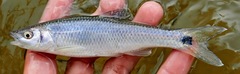 Apalachicola Blacktail Shiner photo 5