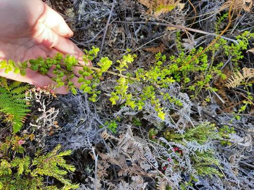 Stenogyne microphylla observed 2023-10-11