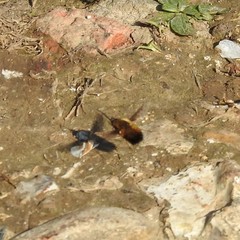 Bombylius discolor