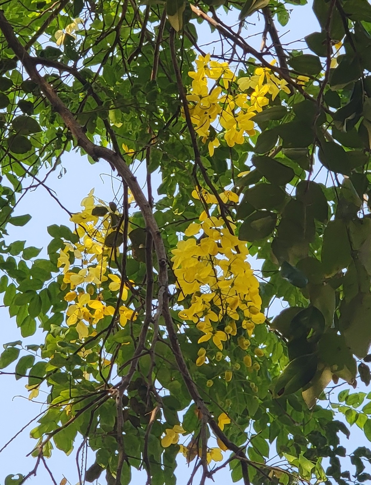 Imagem de Chuva-de-ouro