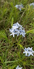 Amsonia ciliata texana
