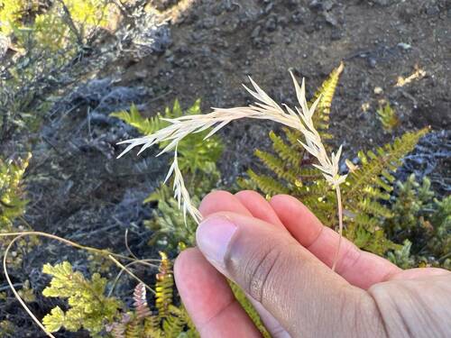 Rytidosperma biannulare observed 2023-10-12