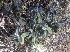 Brachyglottis greyi