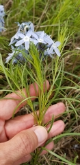 Amsonia ciliata texana