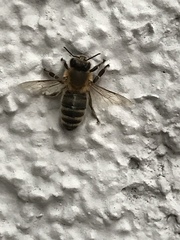 Apis mellifera