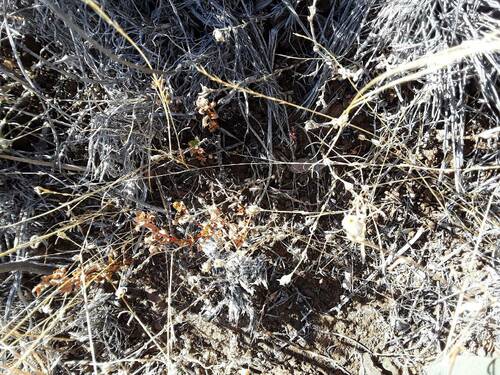 Silene gallica observed 2023-10-12