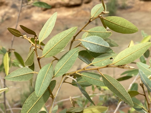 Lamprolobium fruticosum observed 2024-01-12
