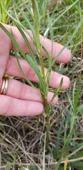 Amsonia ciliata texana