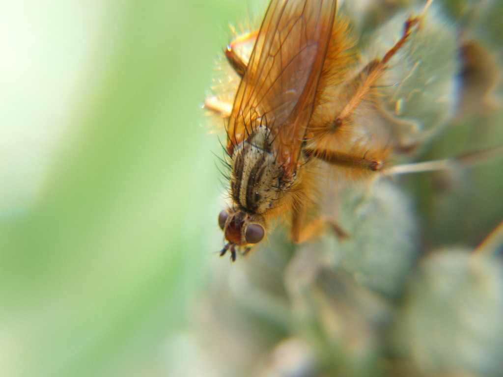 Scathophaga tropicalis