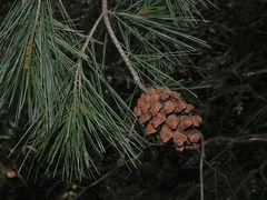 Pinus pinceana