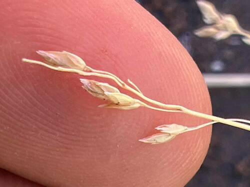 Poa pratensis observed 2023-10-14