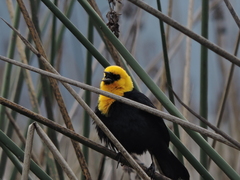 Chrysomus icterocephalus bogotensis