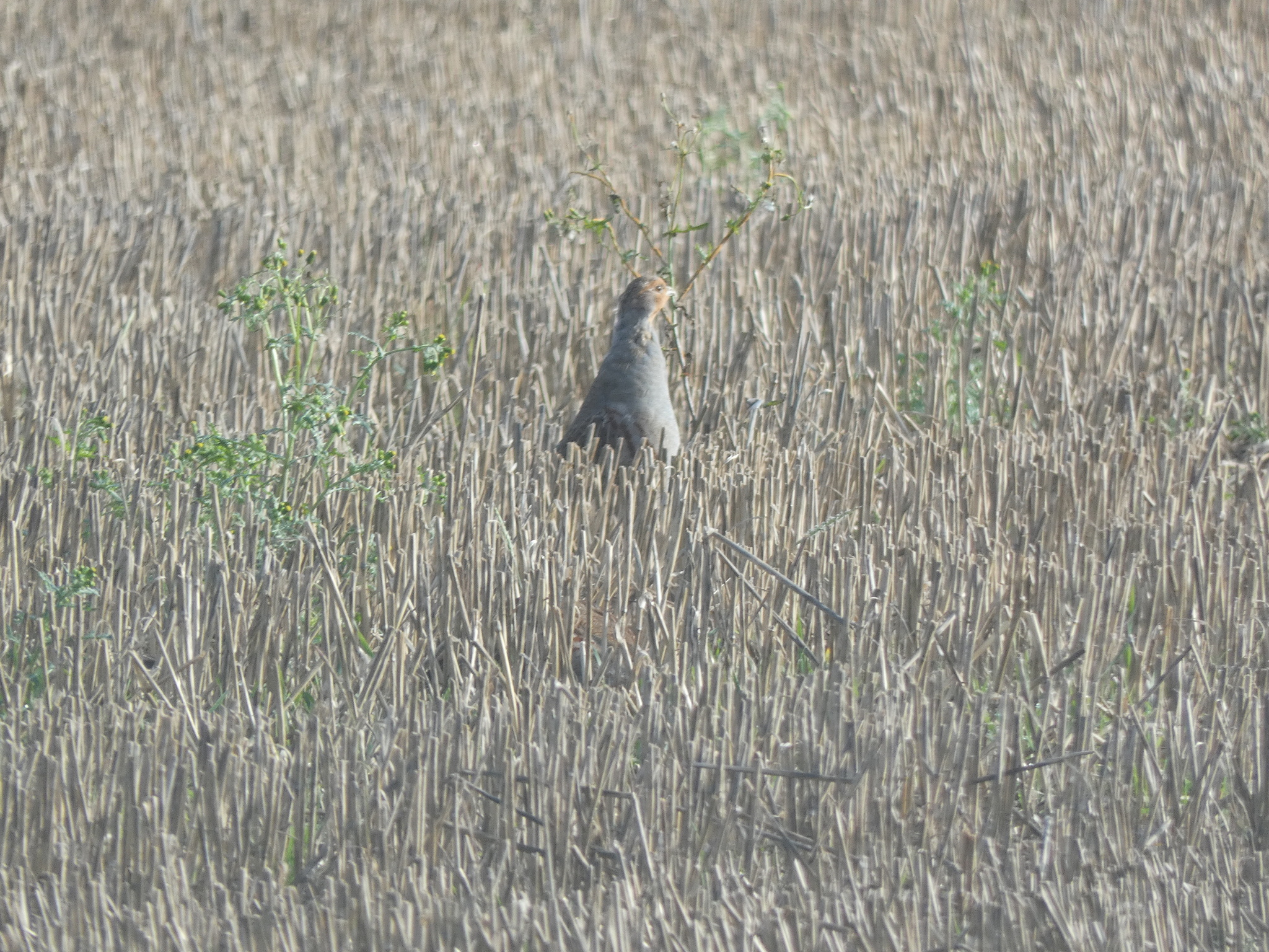 Grey Partridge