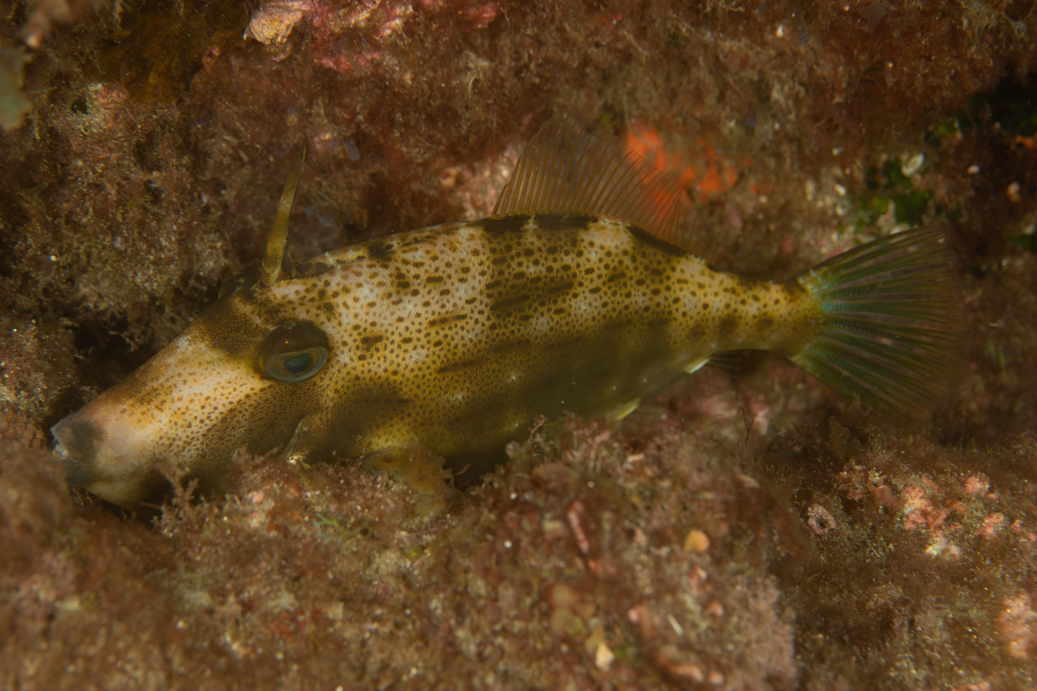Darkvent Leatherjacket photo 4
