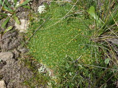 Azorella diapensioides