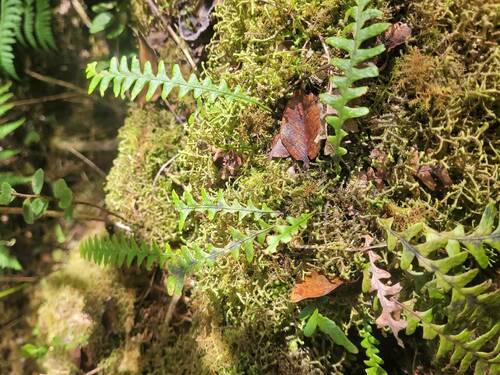 Adenophorus pinnatifidus observed 2023-11-01