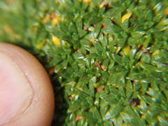 Azorella diapensioides