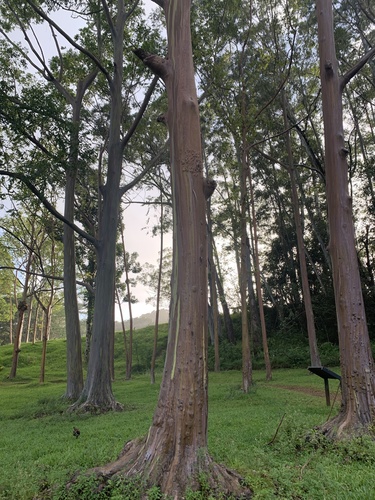 Foto de Eucalipto Arco-Íris