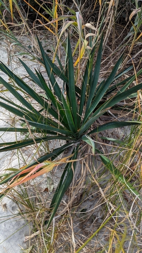 Yucca gloriosa