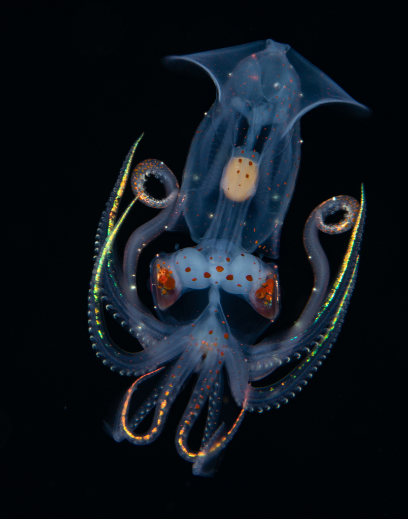 Squids and Cuttlefishes
