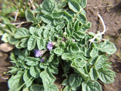Solanum acaule