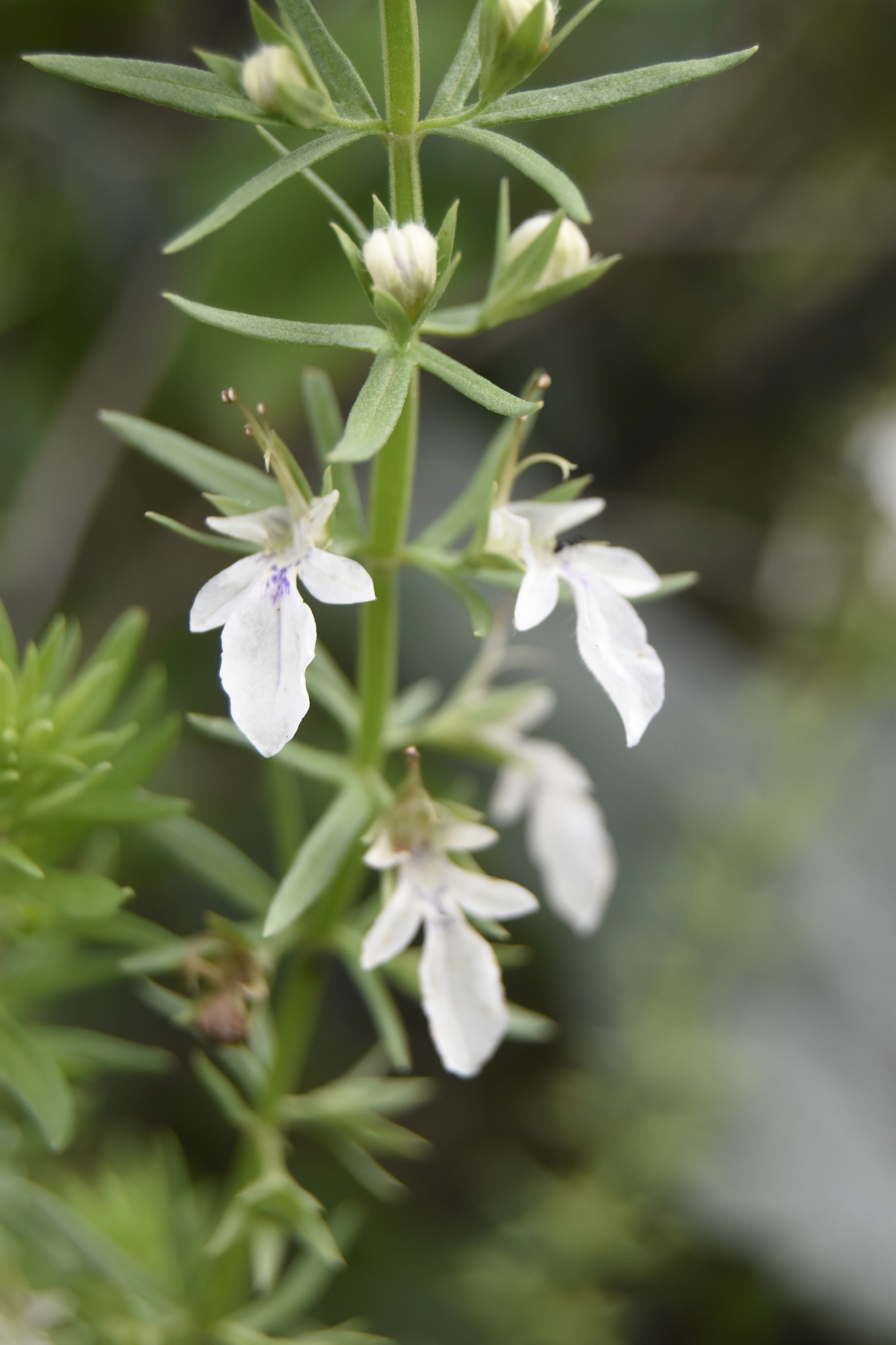 Teucrium coahuilanum