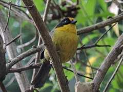 Atlapetes pallidinucha