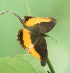 Eurytela dryope angulata