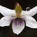 Viola cunninghamii - Photo 由 Saryu Mae 所上傳的 (c) Saryu Mae，保留部份權利CC BY