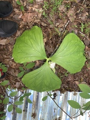 Trillium rugelii