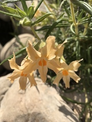 Diplacus longiflorus