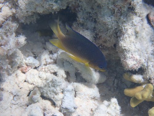 Twospot damsel (Pomacentrus bipunctatus) — Pomacentridae — 2