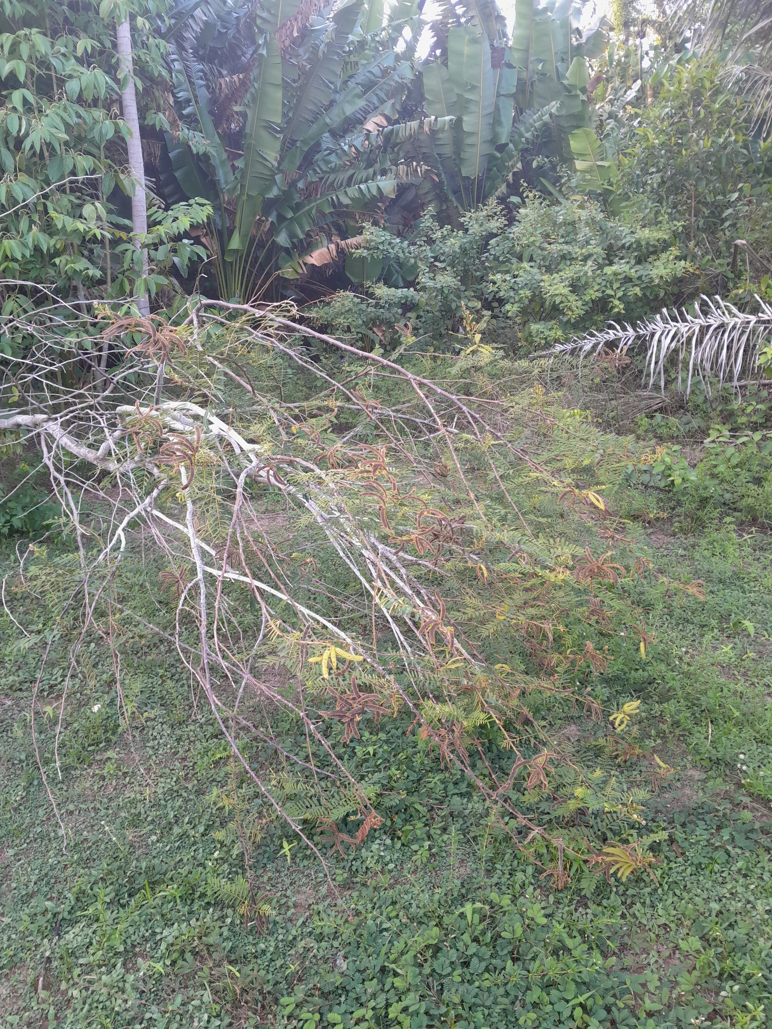 Imagem de Jureminha