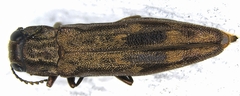 Agrilus lecontei image
