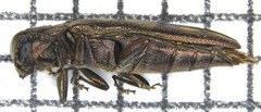 Agrilus lecontei image