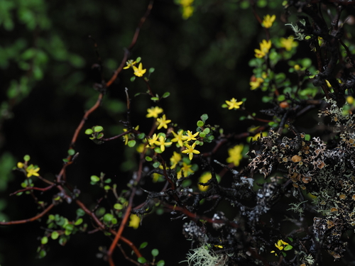 Corokia cotoneaster