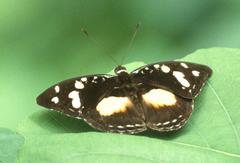 Aterica galene