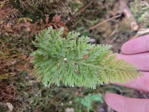 Callistopteris baldwinii observed 2023-11-01