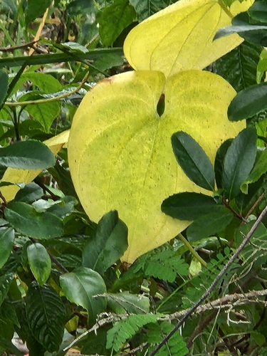 Foto de Cará Moela