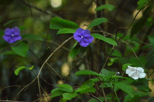 Brunfelsia australis, photograph 6
