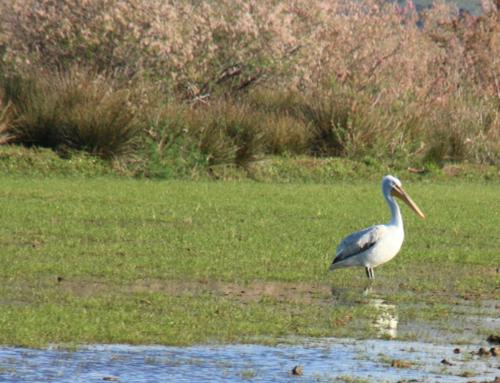 Pelícano ceñudo (Pelecanus crispus)
