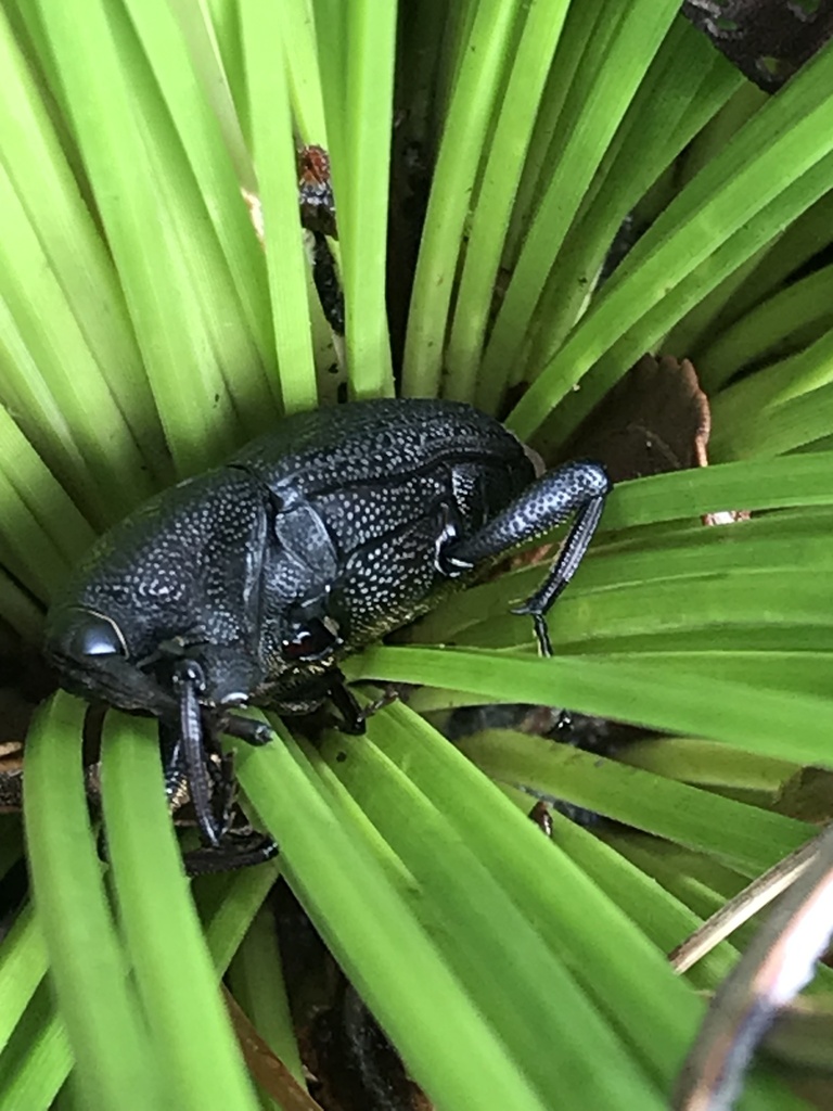 Grass Tree Weevil from Bribie Island National Park and Recreation Area ...