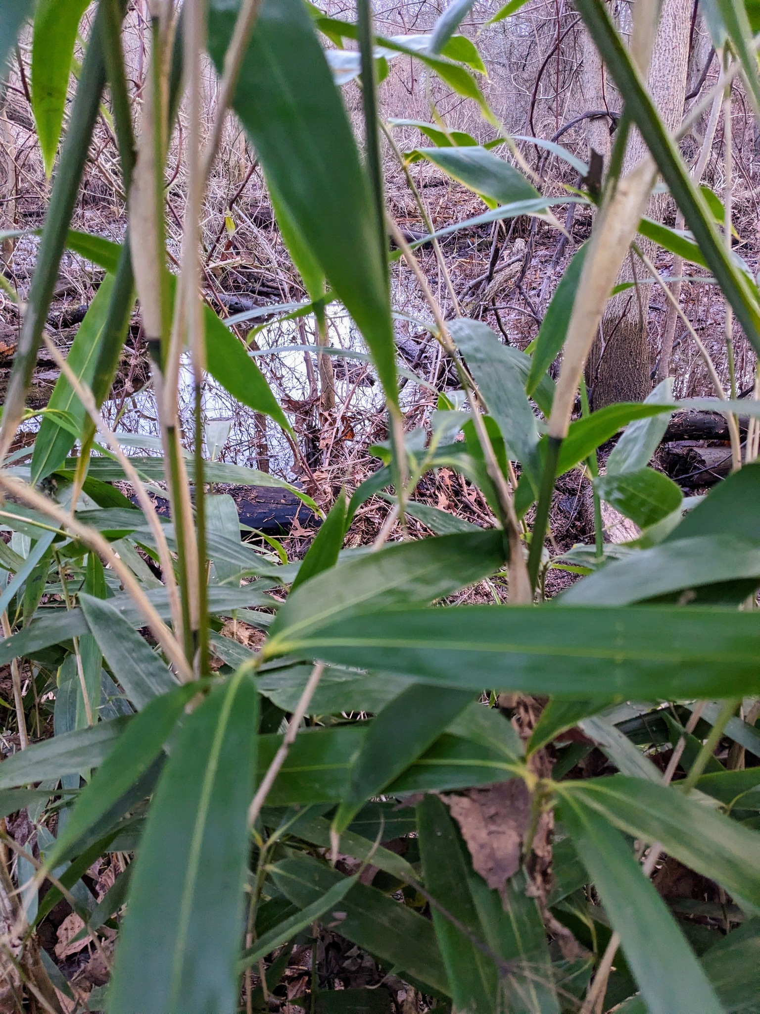Imagem de Bambu-japonês