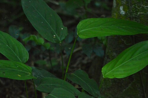 Image of Maranta arundinacea by (c) Andrea Gantzer, some rights reserved (CC BY)
