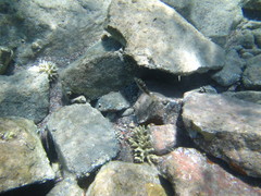 Canthigaster cyanospilota