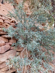 Berberis haematocarpa