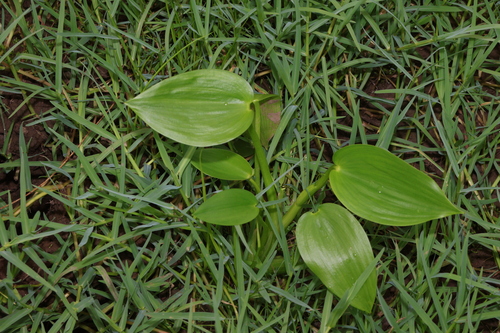 Pontederia cyanea (Pontederia cyanea)